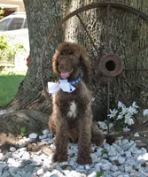 Nash, a male Poodle - Standard  for sale in Carrollton, MO – Photo 4 of 10