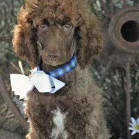 Nash, a male Poodle - Standard  for sale in Carrollton, MO – Photo 1 of 10
