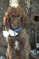 Nash, a male Poodle - Standard  for sale in Carrollton, MO – Photo 1 of 10