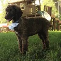 Nash, a male Poodle - Standard  for sale in Carrollton, MO – Photo 3 of 10