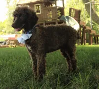 Nash, a male Poodle - Standard  for sale in Carrollton, MO – Photo 3 of 10
