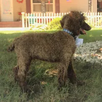 Nash, a male Poodle - Standard  for sale in Carrollton, MO – Photo 6 of 10