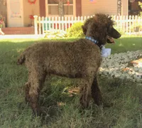 Nash, a male Poodle - Standard  for sale in Carrollton, MO – Photo 6 of 10