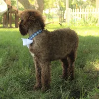 Nash, a male Poodle - Standard  for sale in Carrollton, MO – Photo 5 of 10