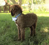Nash, a male Poodle - Standard  for sale in Carrollton, MO – Photo 5 of 10