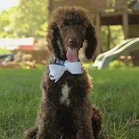 Nash, a male Poodle - Standard  for sale in Carrollton, MO – Photo 7 of 10