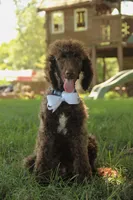 Nash, a male Poodle - Standard  for sale in Carrollton, MO – Photo 7 of 10