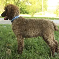 Nash, a male Poodle - Standard  for sale in Carrollton, MO – Photo 10 of 10