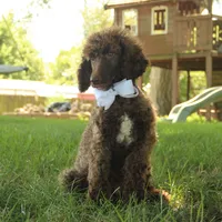 Nash, a male Poodle - Standard  for sale in Carrollton, MO – Photo 2 of 10