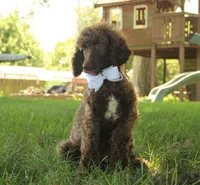 Nash, a male Poodle - Standard  for sale in Carrollton, MO – Photo 2 of 10