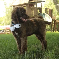 Nash, a male Poodle - Standard  for sale in Carrollton, MO – Photo 8 of 10