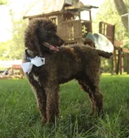 Nash, a male Poodle - Standard  for sale in Carrollton, MO – Photo 8 of 10
