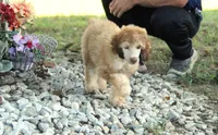 Akc Airagone, a male Poodle - Standard  for sale in Carrollton, MO – 10 of 10