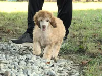 Akc Airagone, a male Poodle - Standard  for sale in Carrollton, MO – 2 of 10