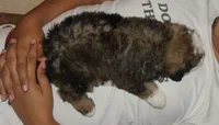 Roo, a male Bernedoodle for sale in Carrollton, MO – 10 of 10