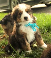 Asher, a male Bernedoodle for sale in Carrollton, MO – 4 of 10