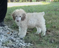 Akc Lumi, a male Poodle - Standard  for sale in Carrollton, MO – 7 of 7