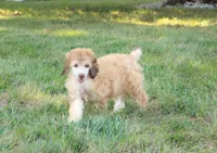 Akc Airagone, a male Poodle - Standard  for sale in Carrollton, MO – 9 of 10