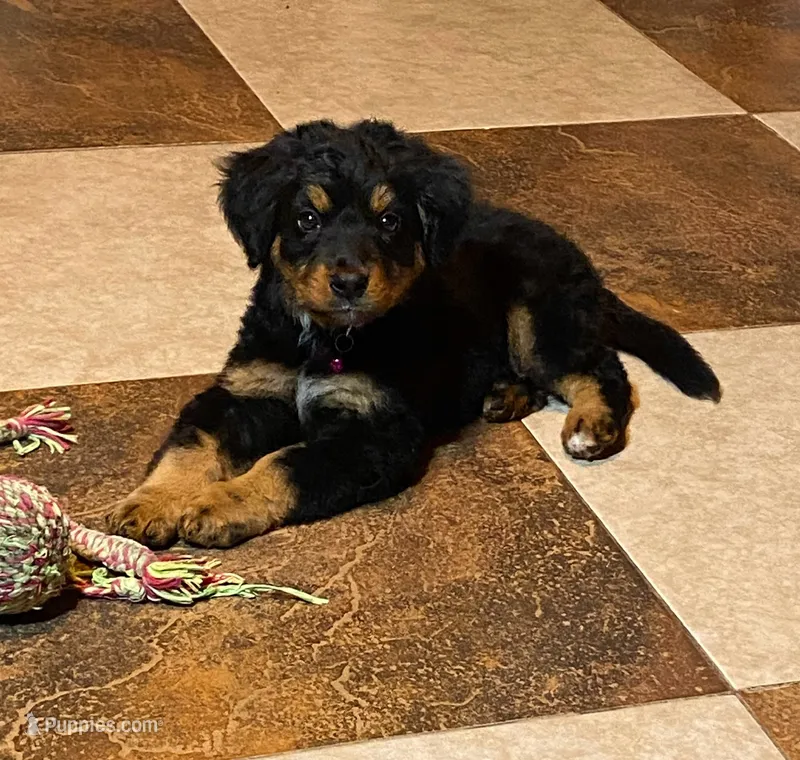 Tinley – Bernedoodle puppy for sale in Carrollton, MO