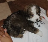 Roo, a male Bernedoodle for sale in Carrollton, MO – 9 of 10