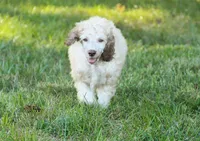 Akc Lumi, a male Poodle - Standard  for sale in Carrollton, MO – 3 of 7