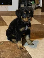 Tinley, a female Bernedoodle for sale in Carrollton, MO – 2 of 5