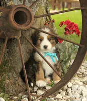 Asher, a male Bernedoodle for sale in Carrollton, MO – 3 of 10