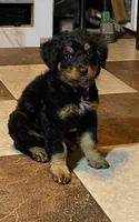 Tinley, a female Bernedoodle for sale in Carrollton, MO – 3 of 5