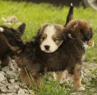Galileo, a male Bernedoodle for sale in Carrollton, MO – 6 of 8