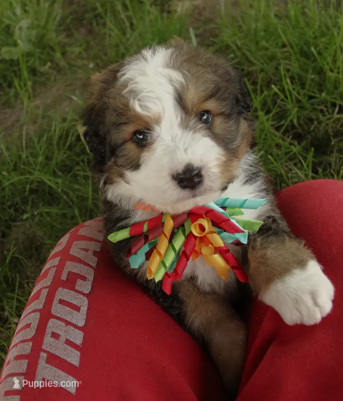 Roo – Bernedoodle puppy for sale in Carrollton, MO