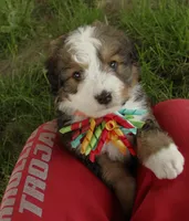 Roo, a male Bernedoodle for sale in Carrollton, MO – 1 of 10