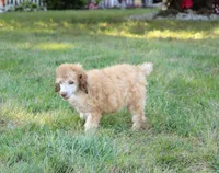 Akc Airagone, a male Poodle - Standard  for sale in Carrollton, MO – 8 of 10