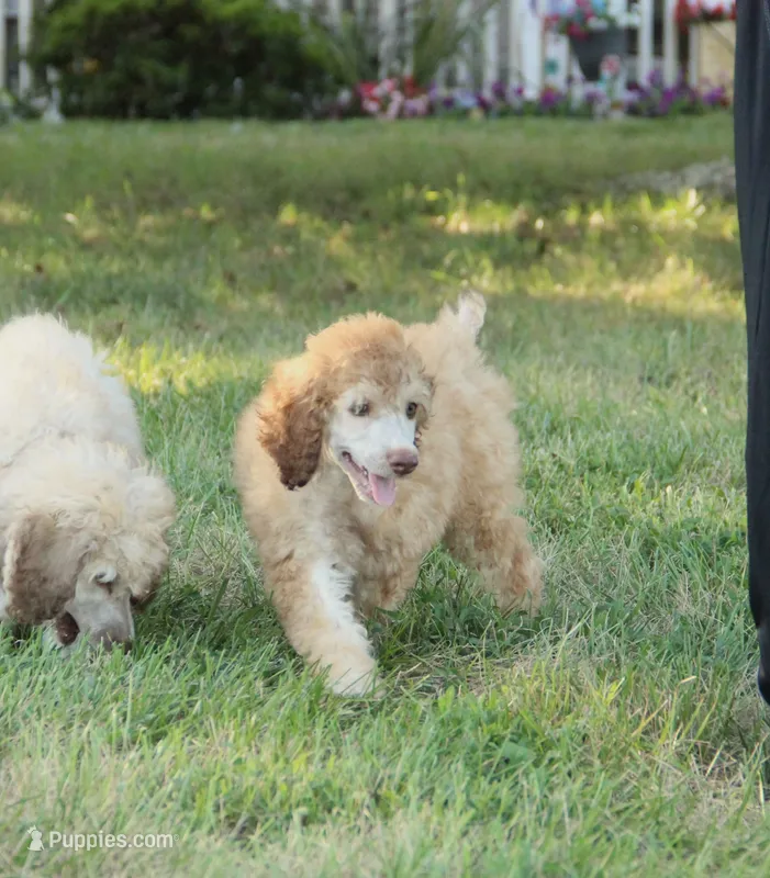 Akc Airagone – Poodle - Standard  puppy for sale in Carrollton, MO