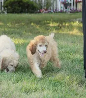 Akc Airagone, a male Poodle - Standard  for sale in Carrollton, MO – 5 of 10