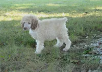 Akc Lumi, a male Poodle - Standard  for sale in Carrollton, MO – 6 of 7