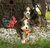 Roo, a male Bernedoodle for sale in Carrollton, MO – 8 of 10