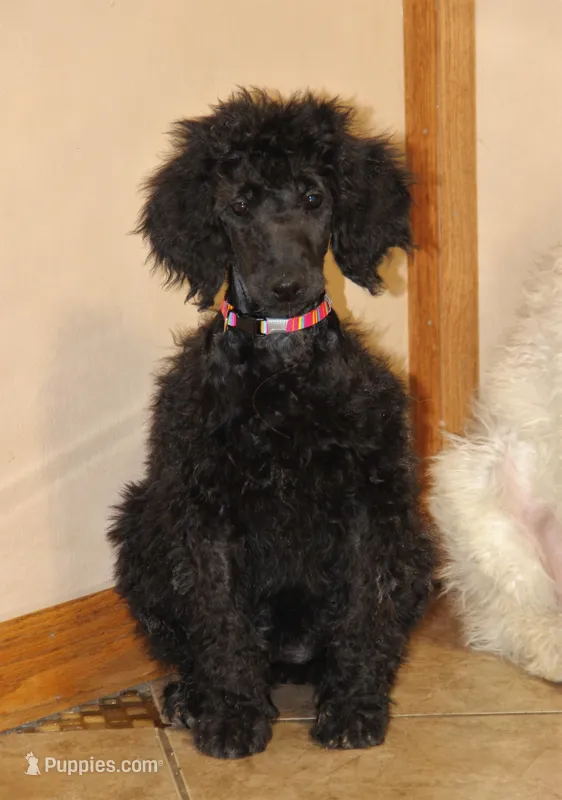 Adalee, a female Poodle - Standard  for sale in Carrollton, MO – Photo 1 of 5