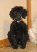 Adalee, a female Poodle - Standard  for sale in Carrollton, MO – Photo 1 of 5