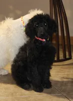Adalee, a female Poodle - Standard  for sale in Carrollton, MO – Photo 3 of 5