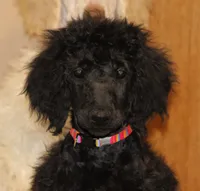 Adalee, a female Poodle - Standard  for sale in Carrollton, MO – Photo 2 of 5