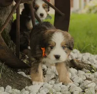 Galileo, a male Bernedoodle for sale in Carrollton, MO – 4 of 8