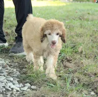 Akc Airagone, a male Poodle - Standard  for sale in Carrollton, MO – 3 of 10
