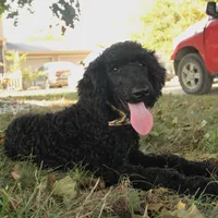 Ajax, a male Poodle - Standard  for sale in Carrollton, MO – Photo 8 of 9