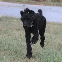 Ajax, a male Poodle - Standard  for sale in Carrollton, MO – Photo 9 of 9
