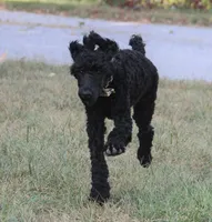 Ajax, a male Poodle - Standard  for sale in Carrollton, MO – Photo 9 of 9
