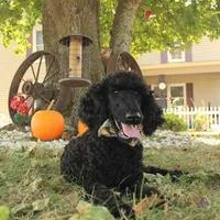 Ajax, a male Poodle - Standard  for sale in Carrollton, MO – Photo 2 of 9