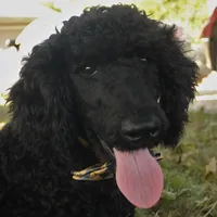 Ajax, a male Poodle - Standard  for sale in Carrollton, MO – Photo 1 of 9