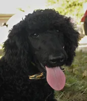 Ajax, a male Poodle - Standard  for sale in Carrollton, MO – Photo 1 of 9