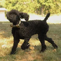 Ajax, a male Poodle - Standard  for sale in Carrollton, MO – Photo 3 of 9