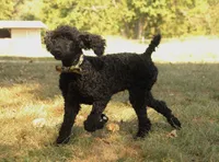 Ajax, a male Poodle - Standard  for sale in Carrollton, MO – Photo 3 of 9